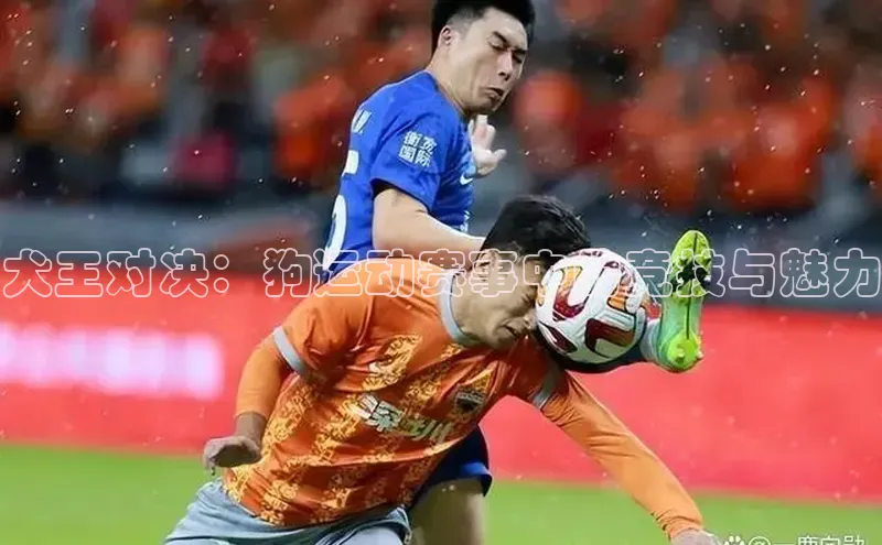 犬王对决：狗运动赛事中的竞技与魅力